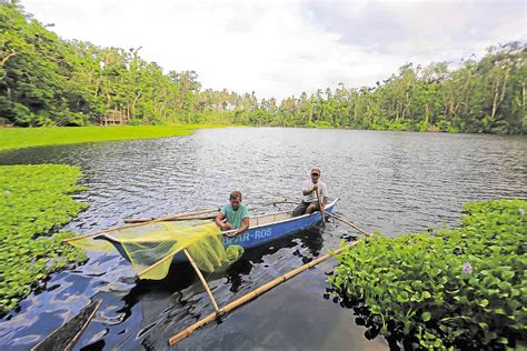 Keeping world’s smallest edible fish alive .